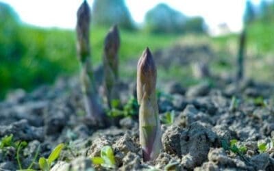 Environmental and Political Elites Are Destroying Food Production for “Climate” Goals